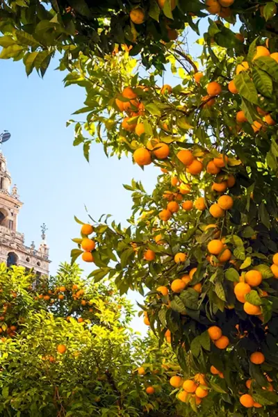 Апельсиновые деревья в Севилье Испания