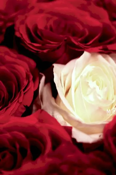 Белые и бордовые розы