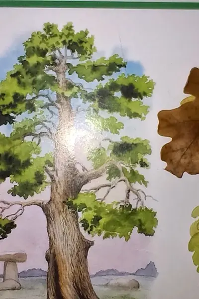 Деревья плоды листья разрезные карточки