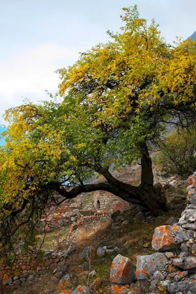 Деревья в горах Кавказа
