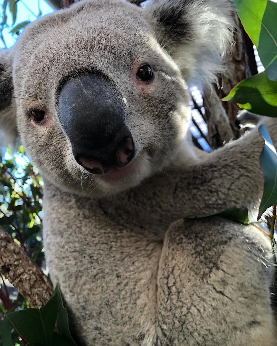 Смешная коала: подборка картинок