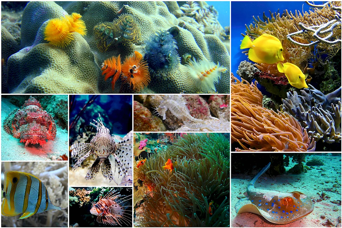 Органический мир индийского океана - картинки и фото (56 шт)