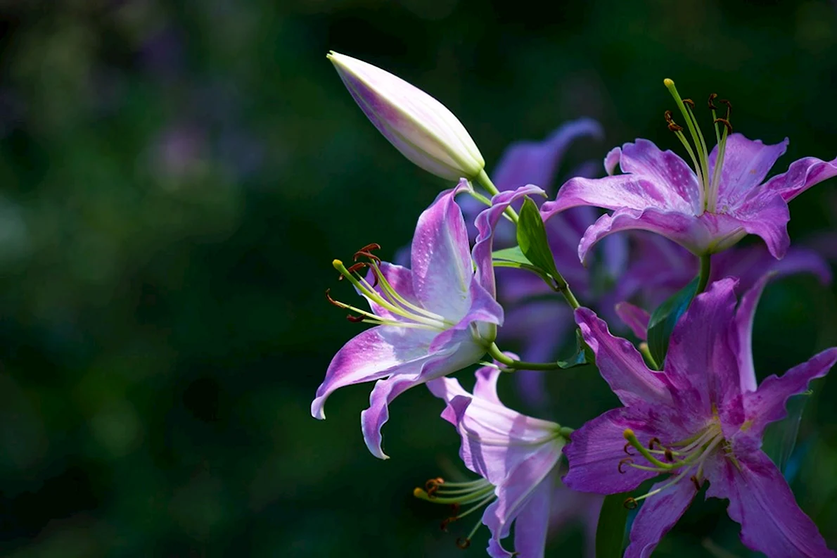 Изображения по запросу Фиолетовые лилии