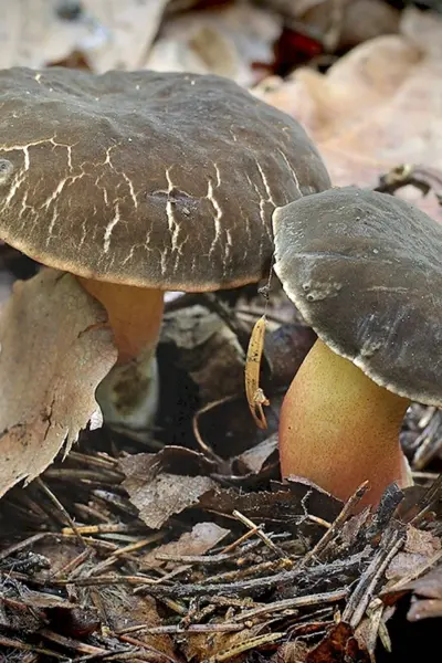 Моховик бархатный гриб