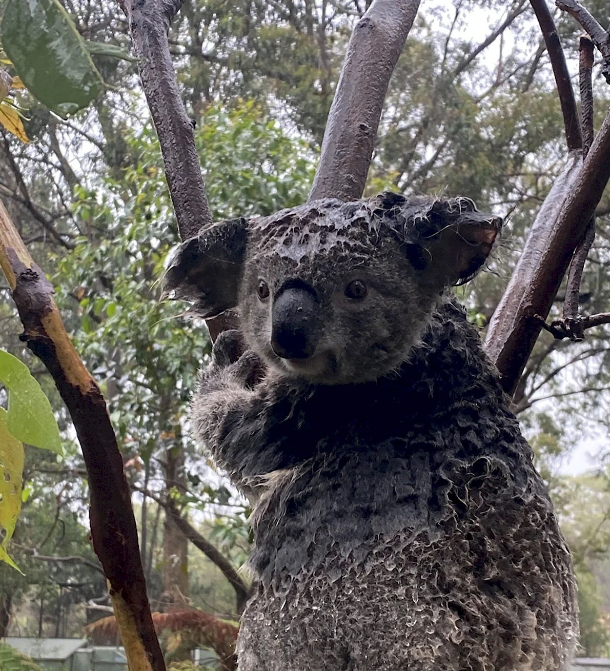 Мокрая коала. | Животные | Фотострана | Пост №