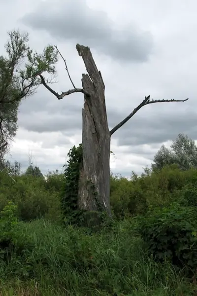 Обломанное дерево