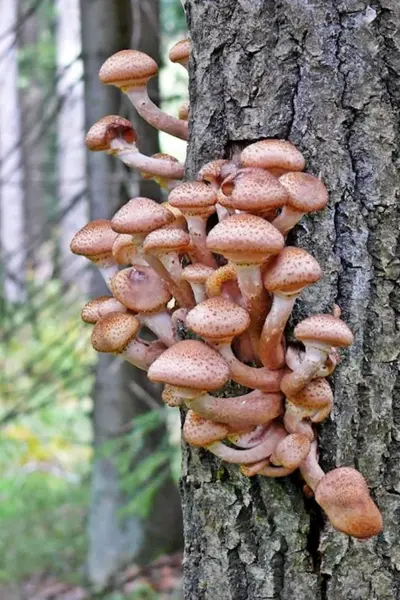 Опята грибы