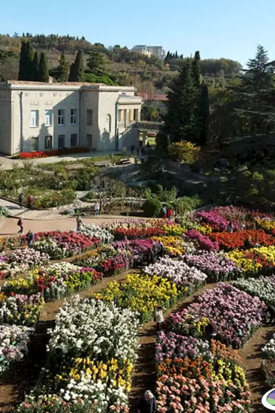 Парад хризантем Никитский Ботанический сад 2021