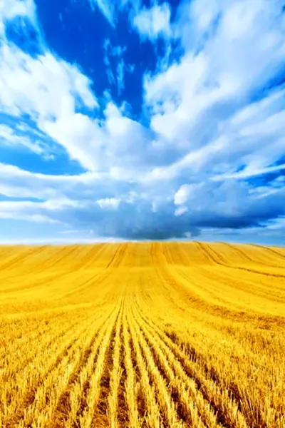 Поле пшеницы Украина