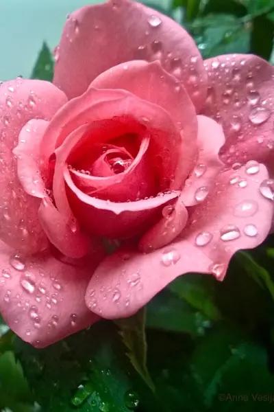 Роза Флауэр Пауэр Rosa Flower Power