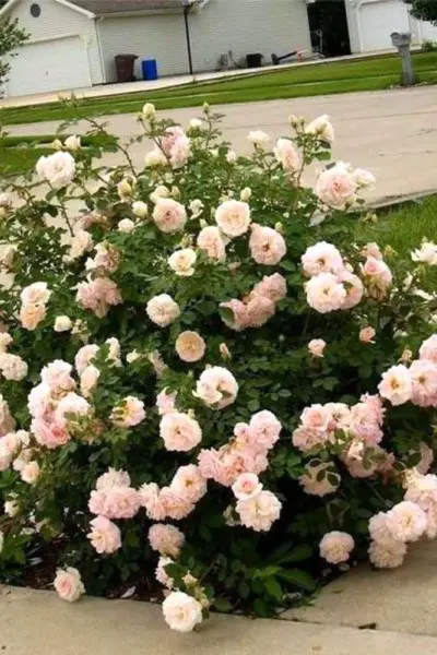 Роза Парковая мархенланд