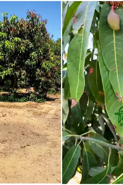 Сорта манго в Египте