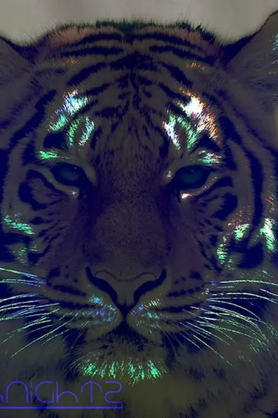 Тигр неон