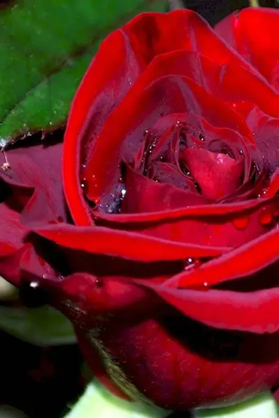 Великолепные красные розы