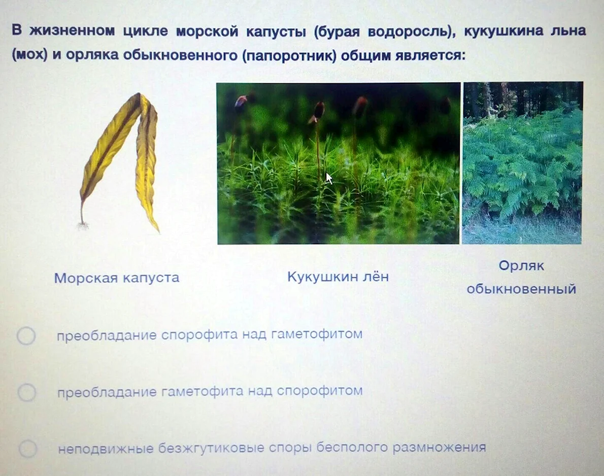 ЕГЭ. Жизненный цикл растений (задачи)