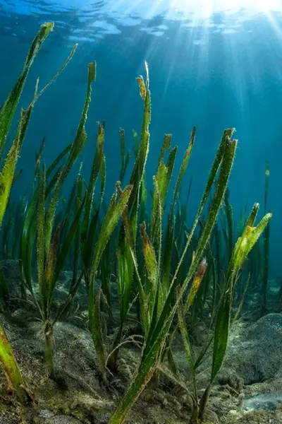 Подводные морские растения