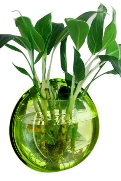 Растение в вазе